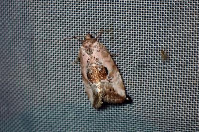<i>Elaphria venustula</i>