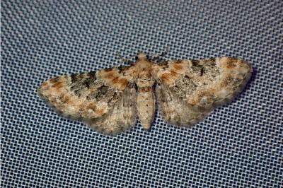 <i>Eupithecia linariata/pulchellata</i>