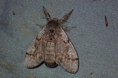 <i>Gynaephora fascelina</i>