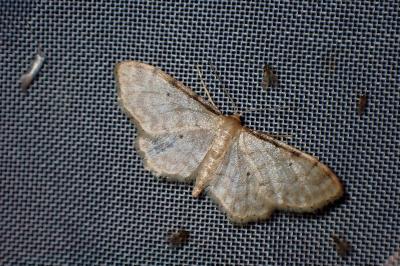 <i>Idaea fuscovenosa</i>