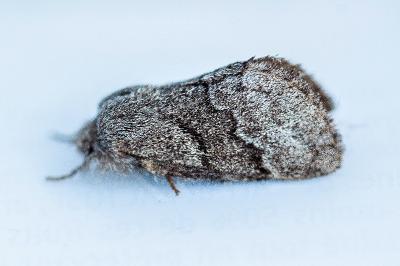 <i>Trichiura crataegi</i>