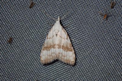 <i>Nola aerugula</i>