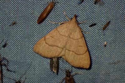 <i>Paracolax tristalis</i>