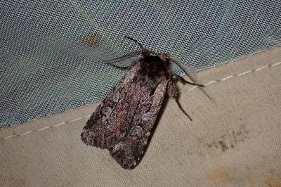 <i>Violaphotia molothina</i>
