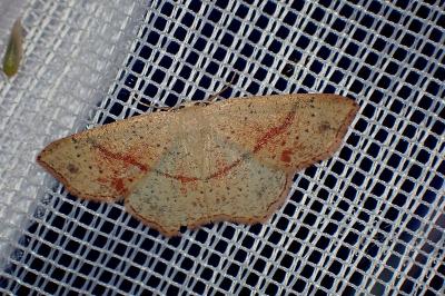 <i>Cyclophora punctaria</i>