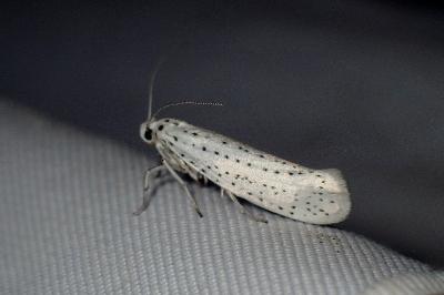 <i>Yponomeuta evonymella</i>