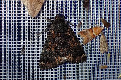 <i>Catephia alchymista</i>
