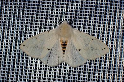 <i>Spilarctia lutea</i>