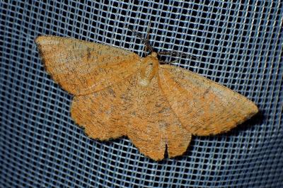 <i>Angerona prunaria</i>
