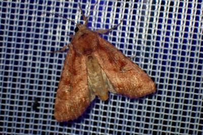 <i>Lacanobia splendens</i>