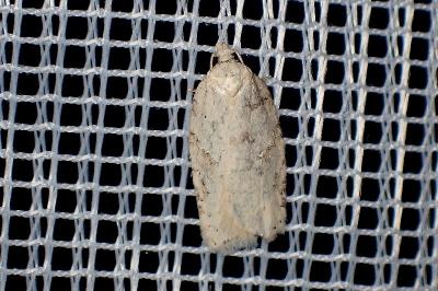 <i>Acleris</i>