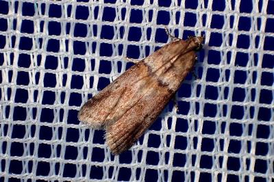 <i>Acrobasis consociella</i>