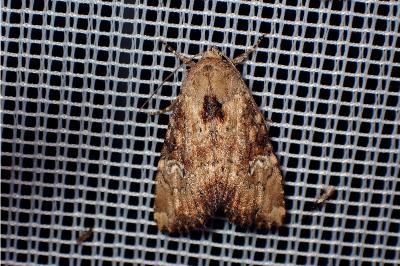 <i>Apamea scolopacina</i>
