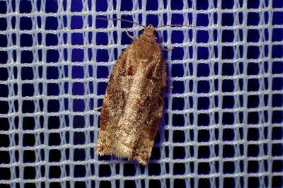 <i>Archips xylosteana</i>