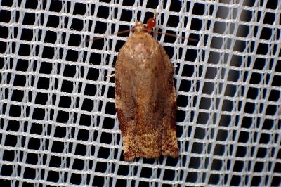 <i>Archips xylosteana</i>
