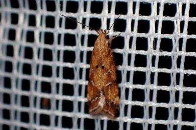 <i>Brachmia blandella</i>