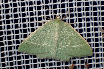 <i>Chlorissa viridata</i>