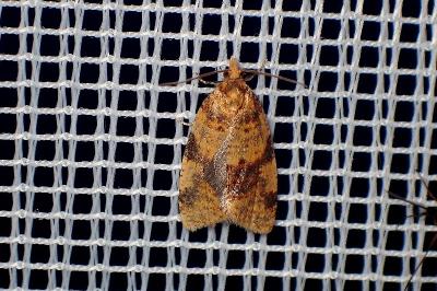 <i>Epagoge grotiana</i>