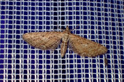 <i>Eupithecia scopariata</i>