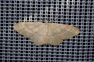 <i>Idaea straminata</i>