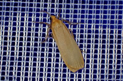 <i>Katha depressa</i>