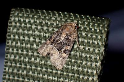 <i>Oligia</i>