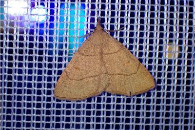 <i>Paracolax tristalis</i>