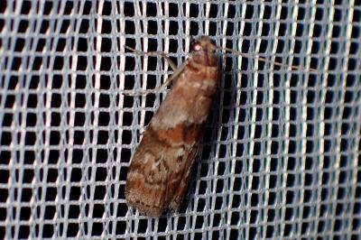 <i>Phycita roborella</i>