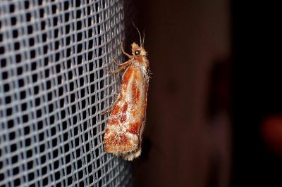 <i>Rhyacionia</i>