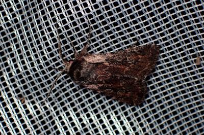 <i>Violaphotia molothina</i>