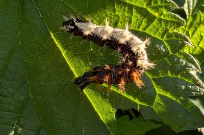<i>Polygonia c-album</i>