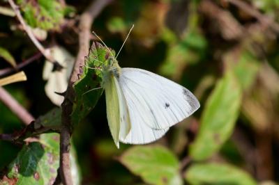 <i>Pieris rapae</i>