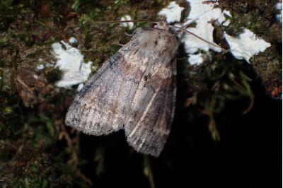 <i>Cymatophorina diluta</i>
