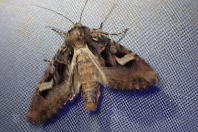 <i>Trigonophora flammea</i>