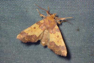 <i>Tiliacea aurago</i>
