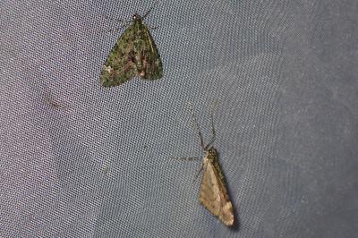 <i>Chloroclysta siterata</i>