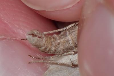 <i>Aplocera efformata</i>