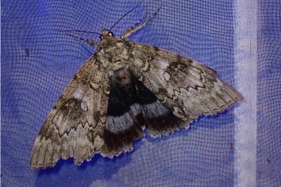 <i>Catocala fraxini</i>
