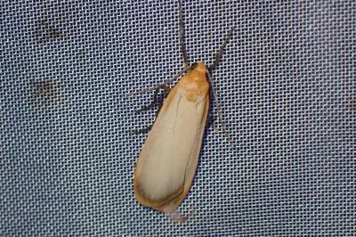 <i>Katha depressa</i>