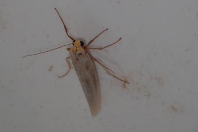 <i>Eilema caniola</i>