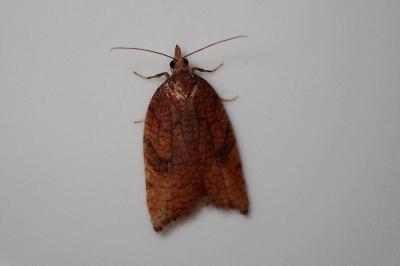 <i>Acleris rhombana</i>