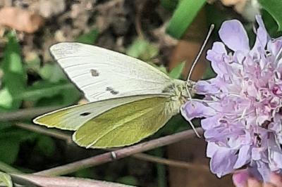 <i>Pieris rapae</i>