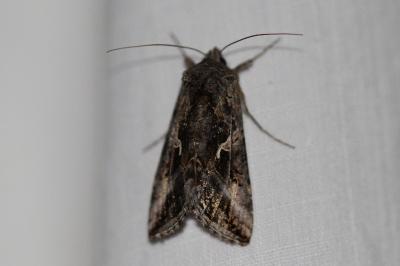 <i>Autographa gamma</i>