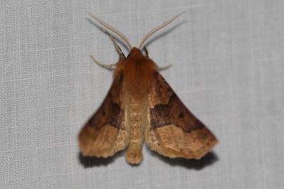 <i>Crocallis tusciaria</i>
