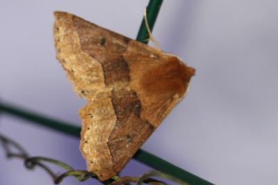 <i>Crocallis tusciaria</i>