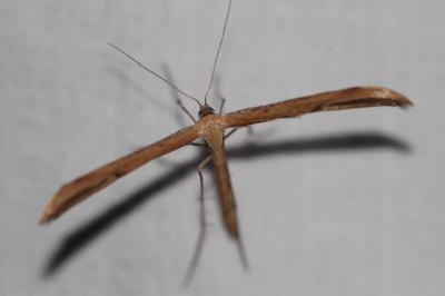 <i>Emmelina argoteles/monodactyla</i>