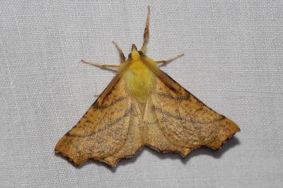 <i>Ennomos alniaria</i>