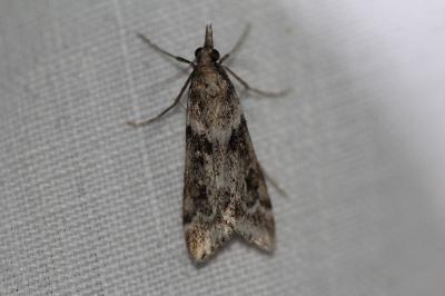 <i>Eudonia angustea</i>