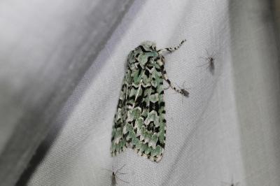 <i>Griposia aprilina</i>