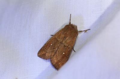 <i>Mythimna albipuncta</i>